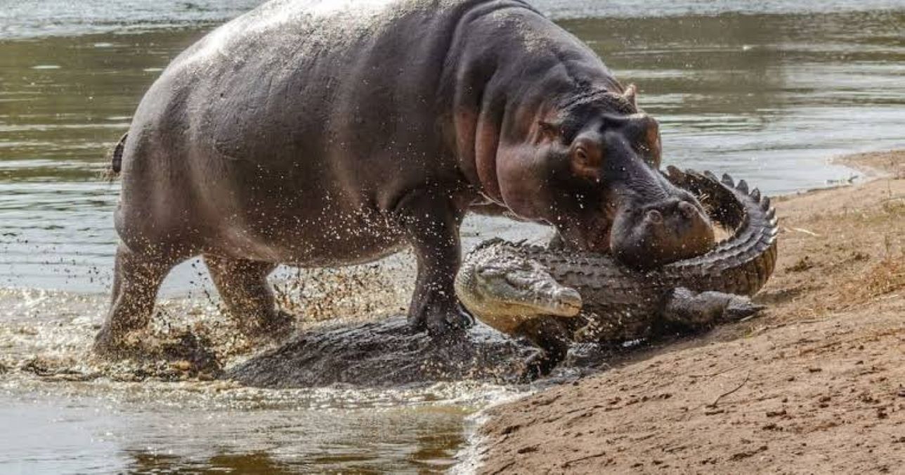 Animaux les plus dangereux