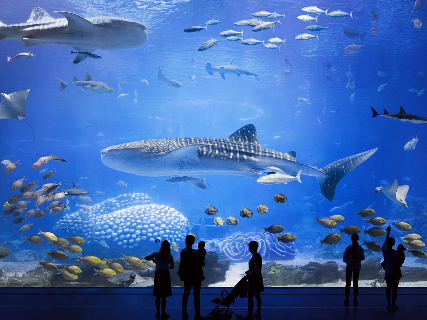 beaux aquariums
